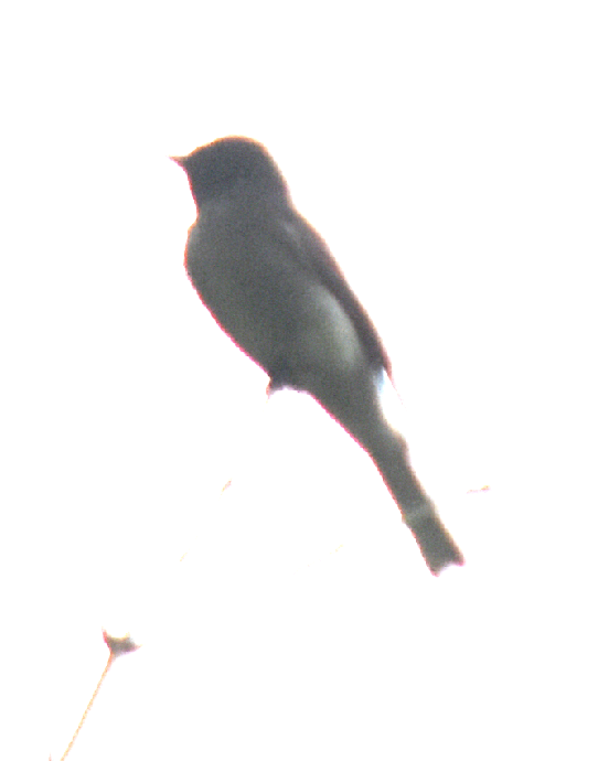 new world flycatcher sp. - ML231181181