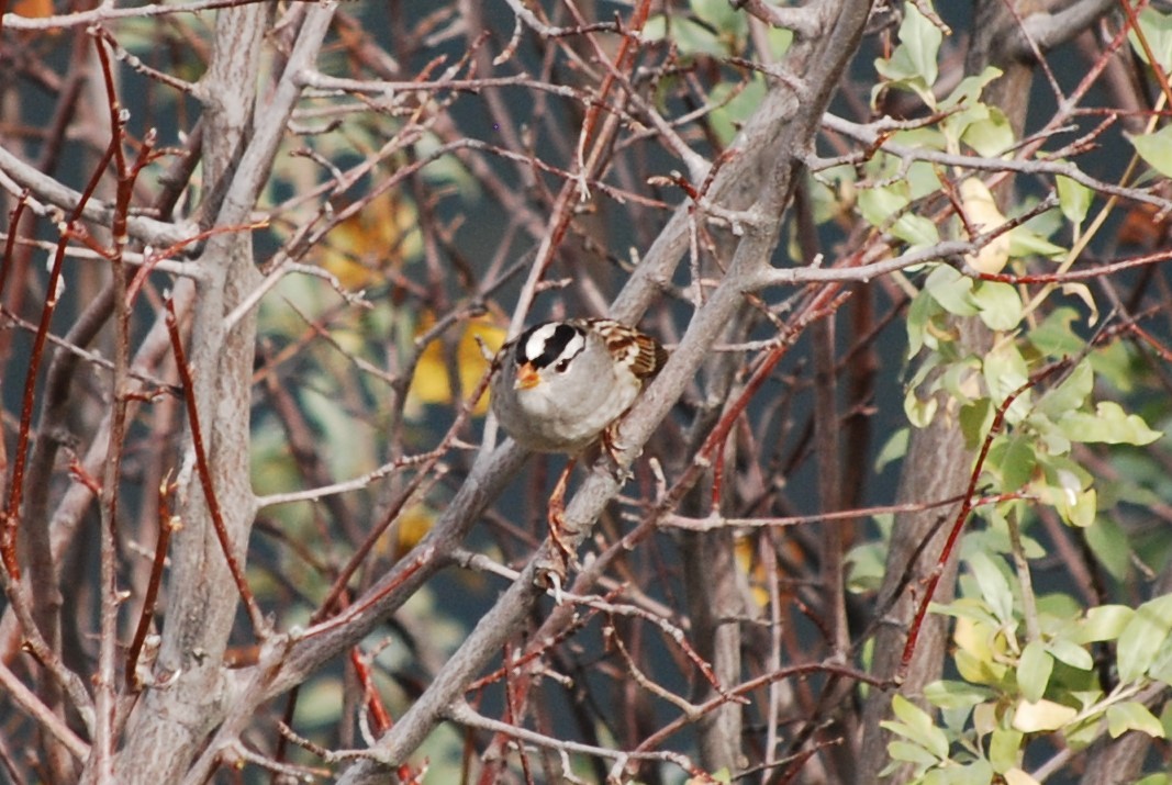 White-crowned Sparrow - Joanna  Kane