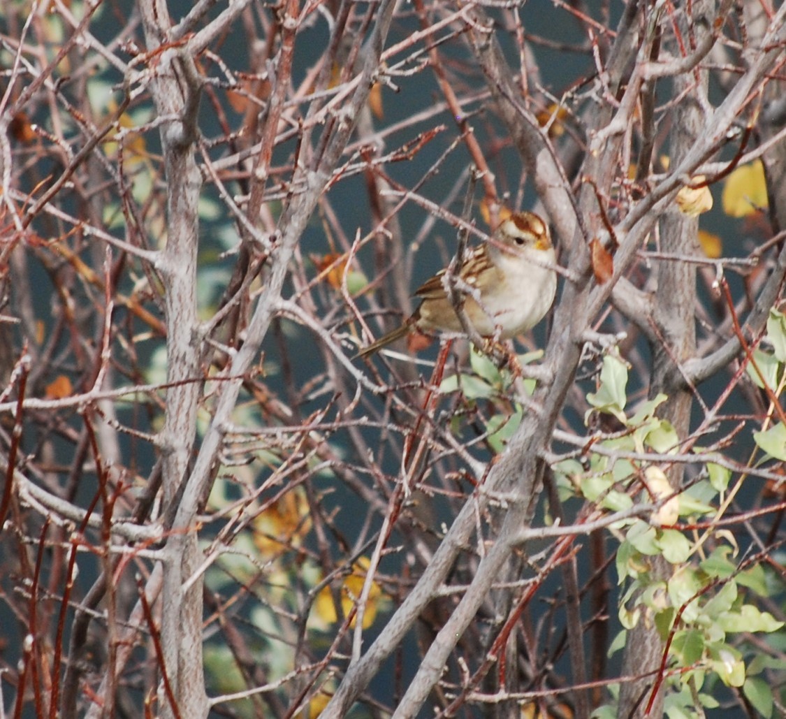 White-crowned Sparrow - Joanna  Kane