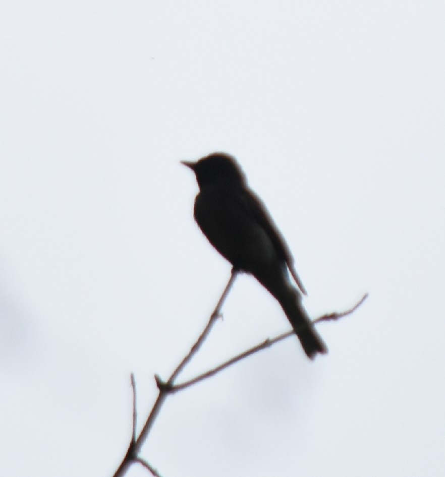 new world flycatcher sp. - ML231181261