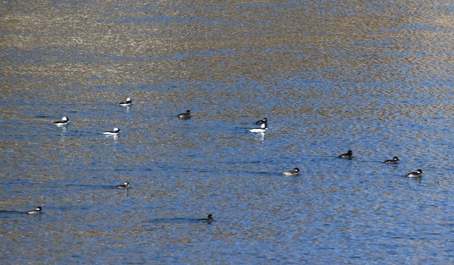 Bufflehead - Moe Bertrand