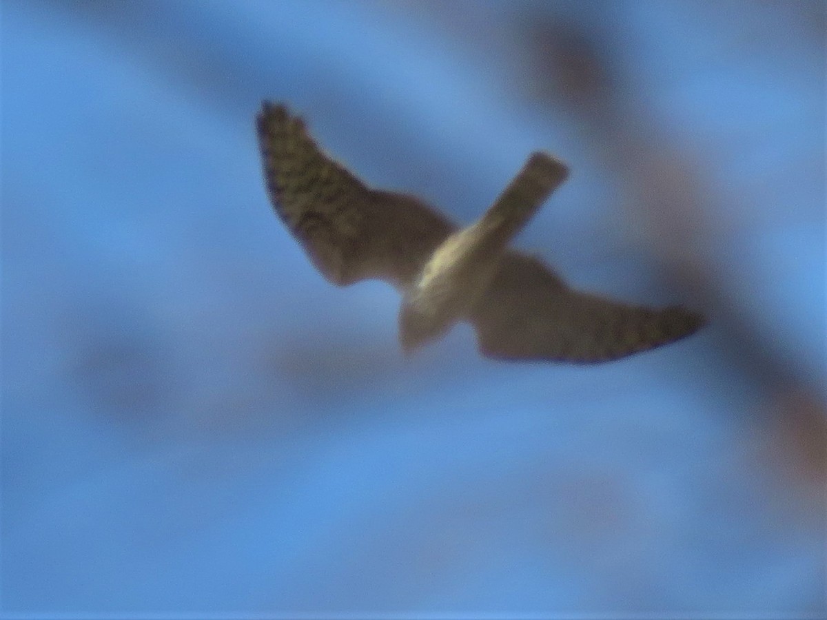 Northern Harrier - Timothy Piranian