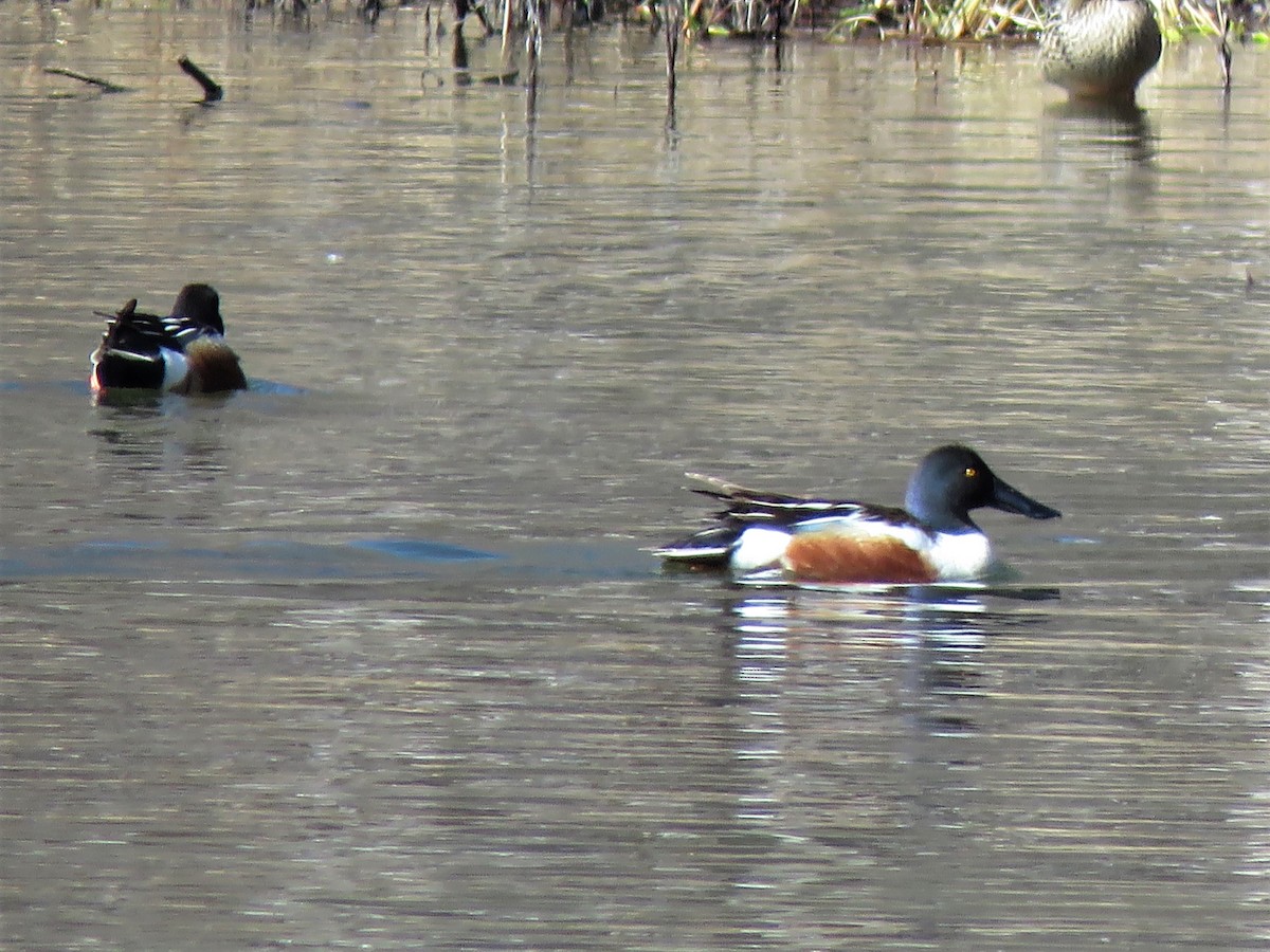 Northern Shoveler - Timothy Piranian