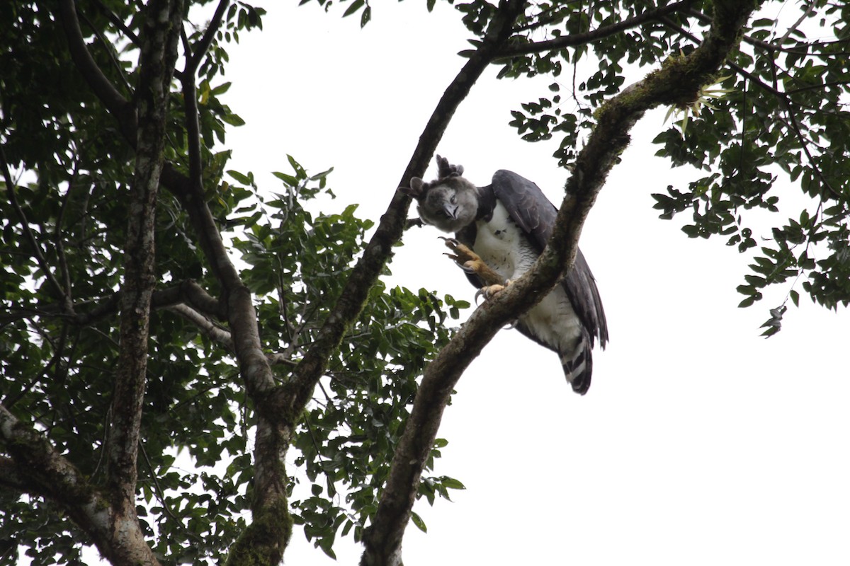 Harpy Eagle - ML231183611