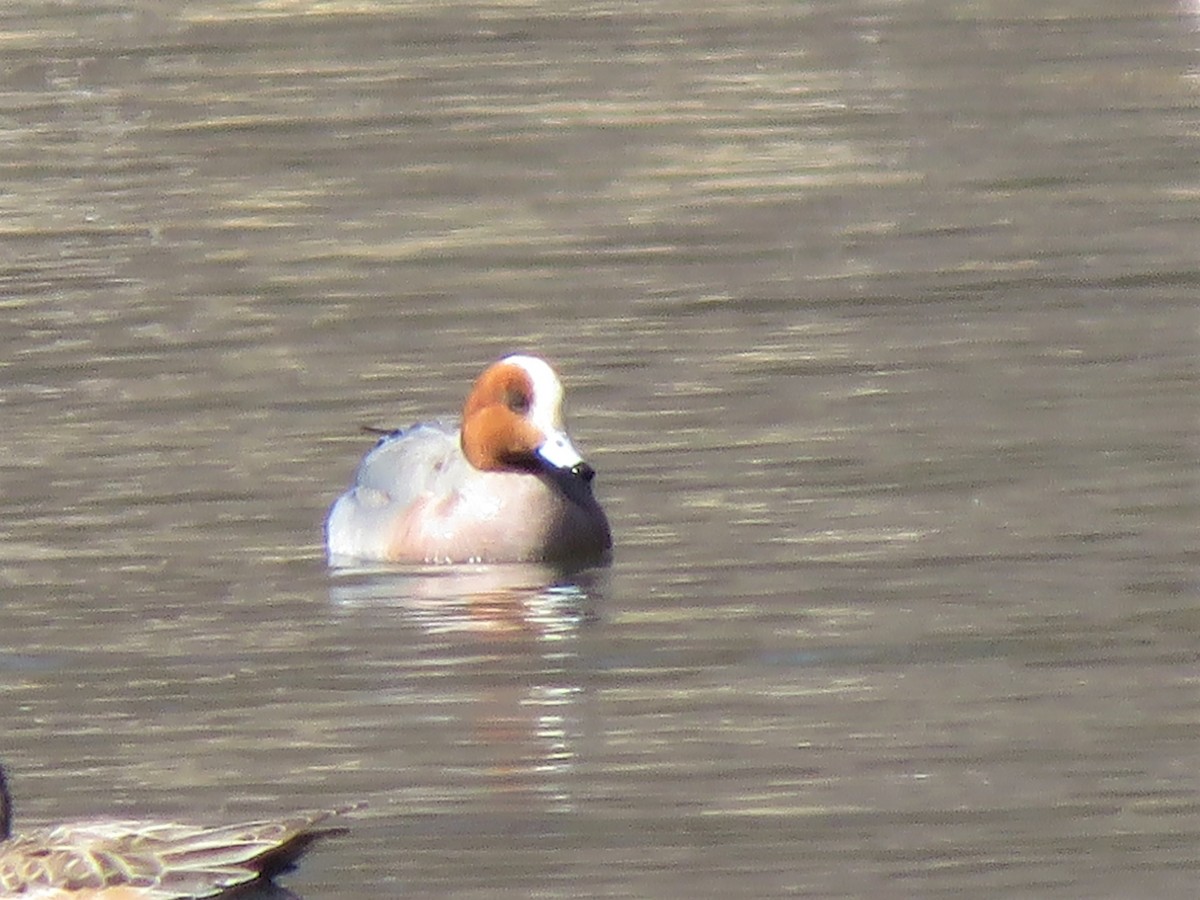 Eurasian Wigeon - ML231183651