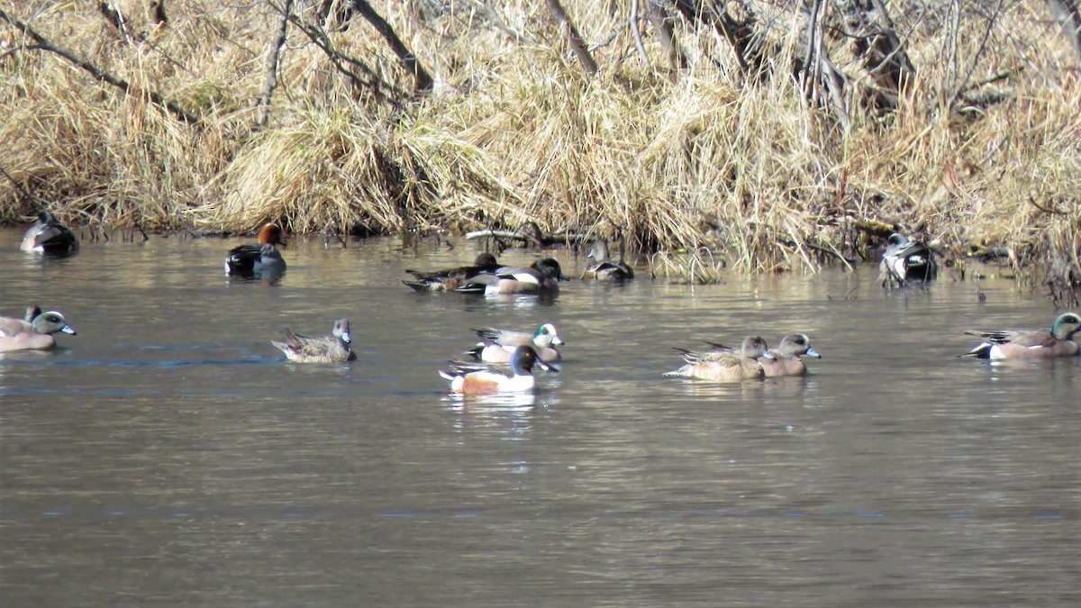 Northern Shoveler - ML231183721