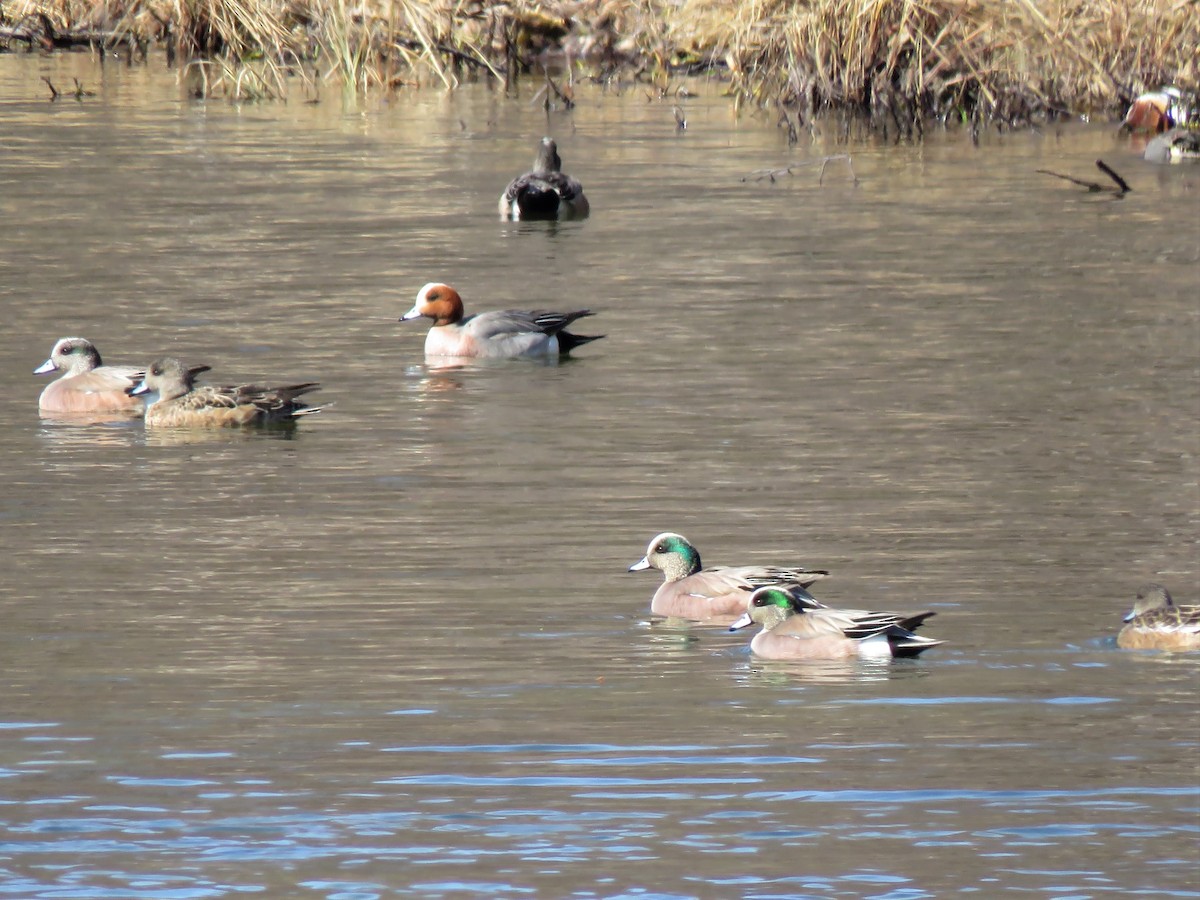 American Wigeon - ML231183731