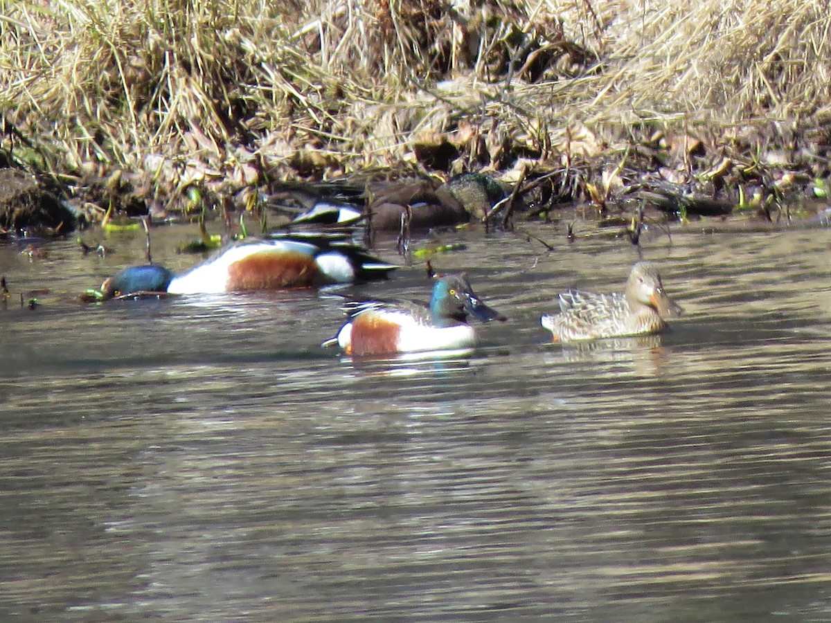 Northern Shoveler - ML231183851