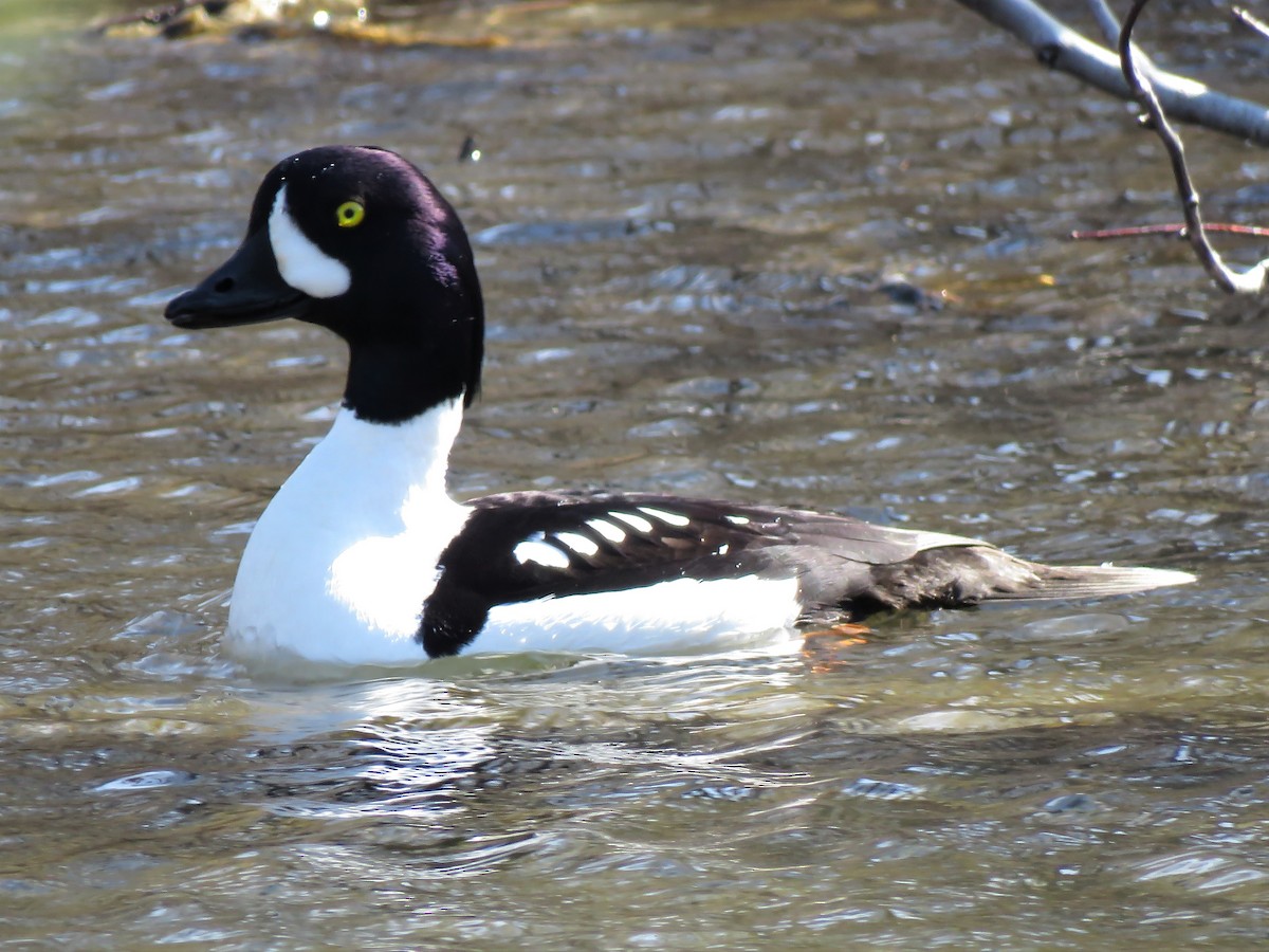 Barrow's Goldeneye - Timothy Piranian