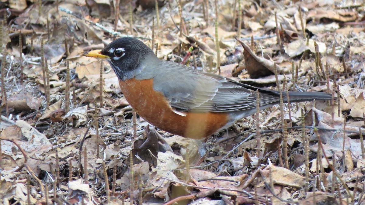 American Robin - ML231183981