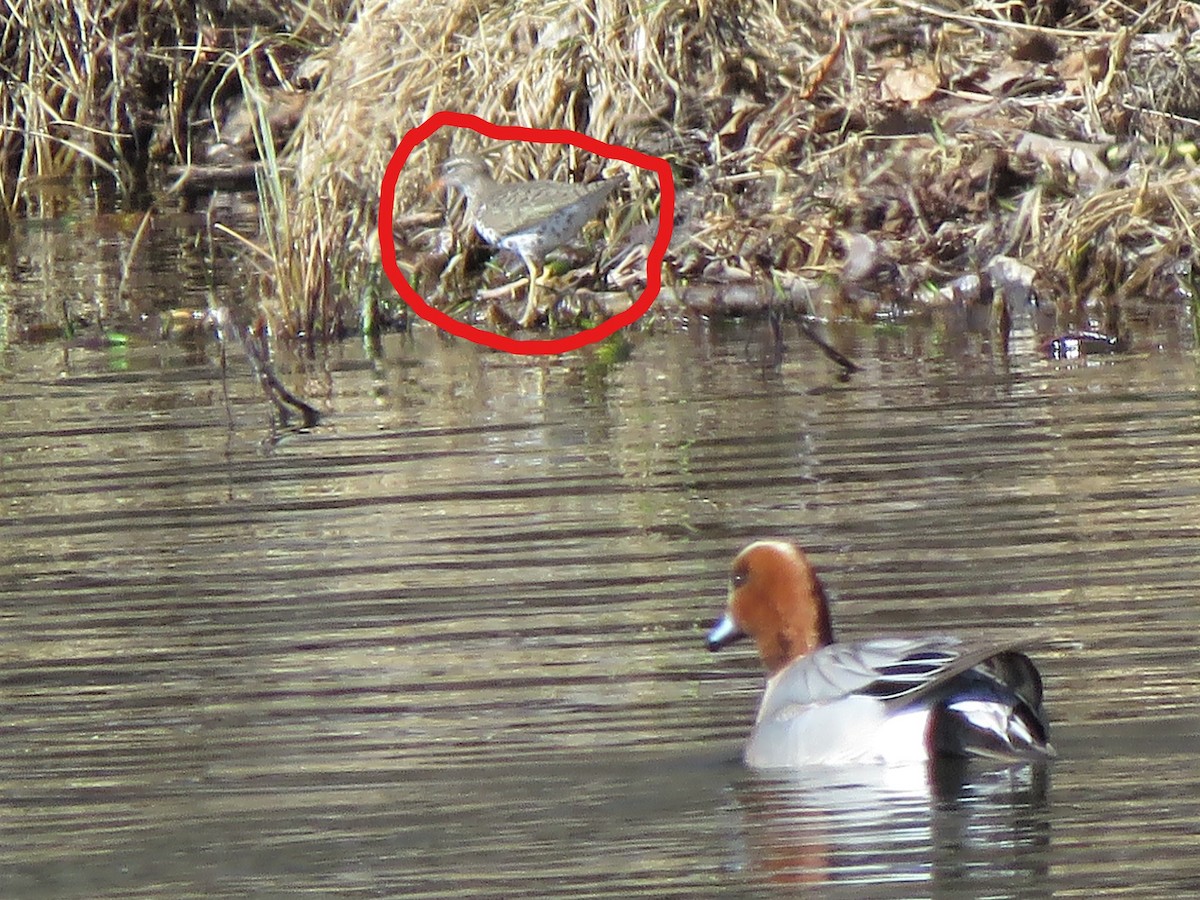 Spotted Sandpiper - ML231184061