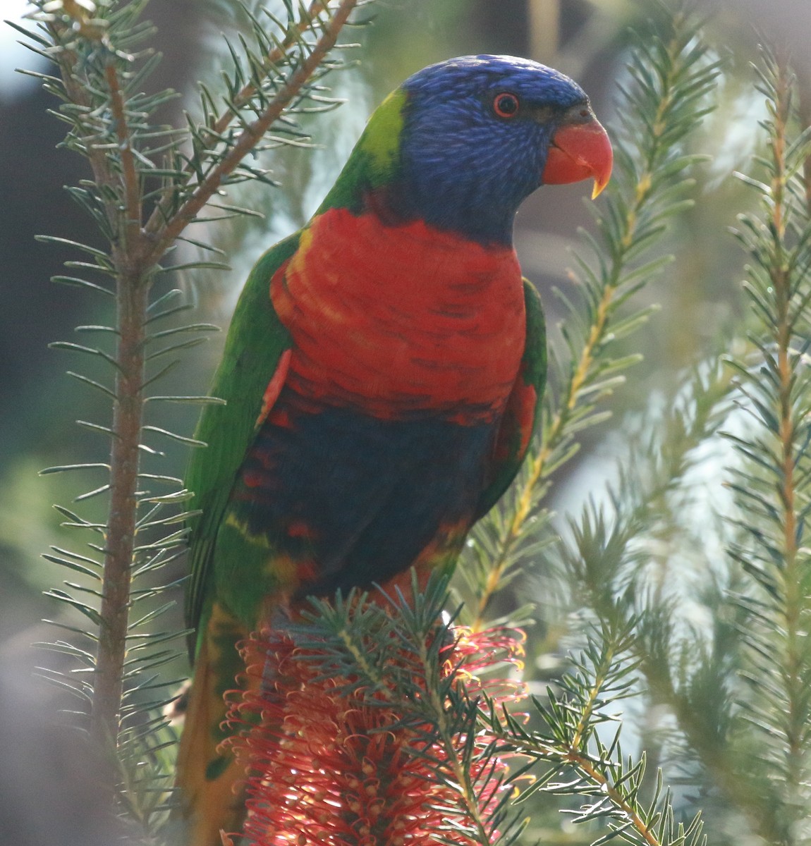 Rainbow Lorikeet - ML231184361