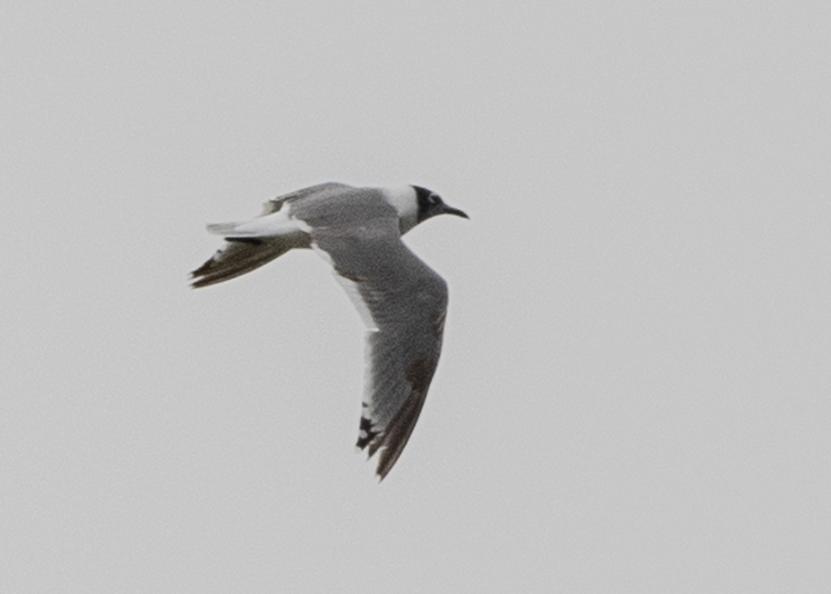 Franklin's Gull - ML231184381