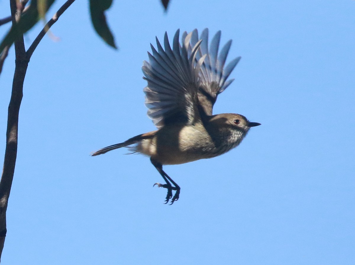 Brown Thornbill - ML231184451