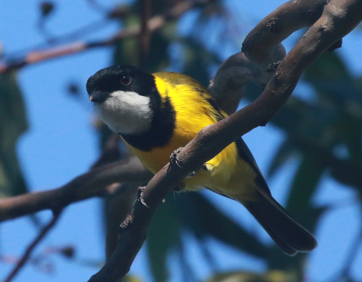 Golden Whistler - ML231184481