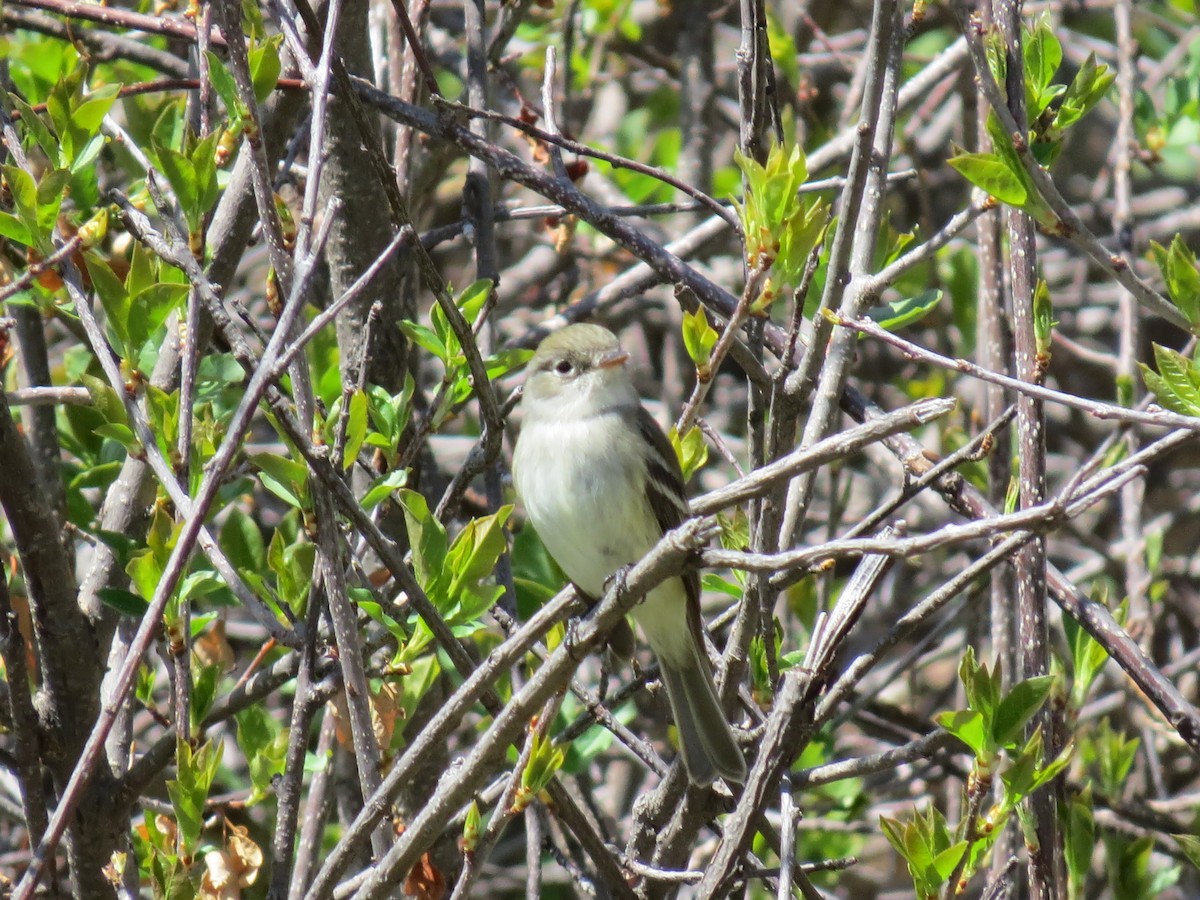 Least Flycatcher - Charles Seniawski