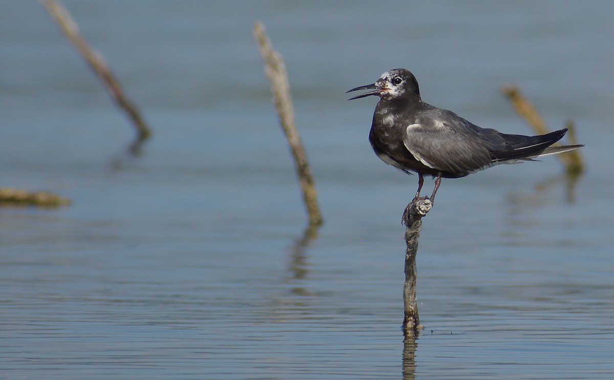 Black Tern - ML231185871