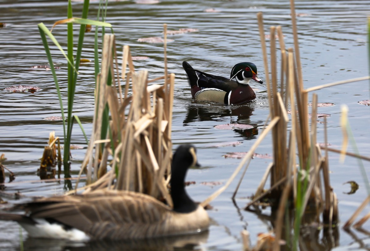 Wood Duck - ML231187211