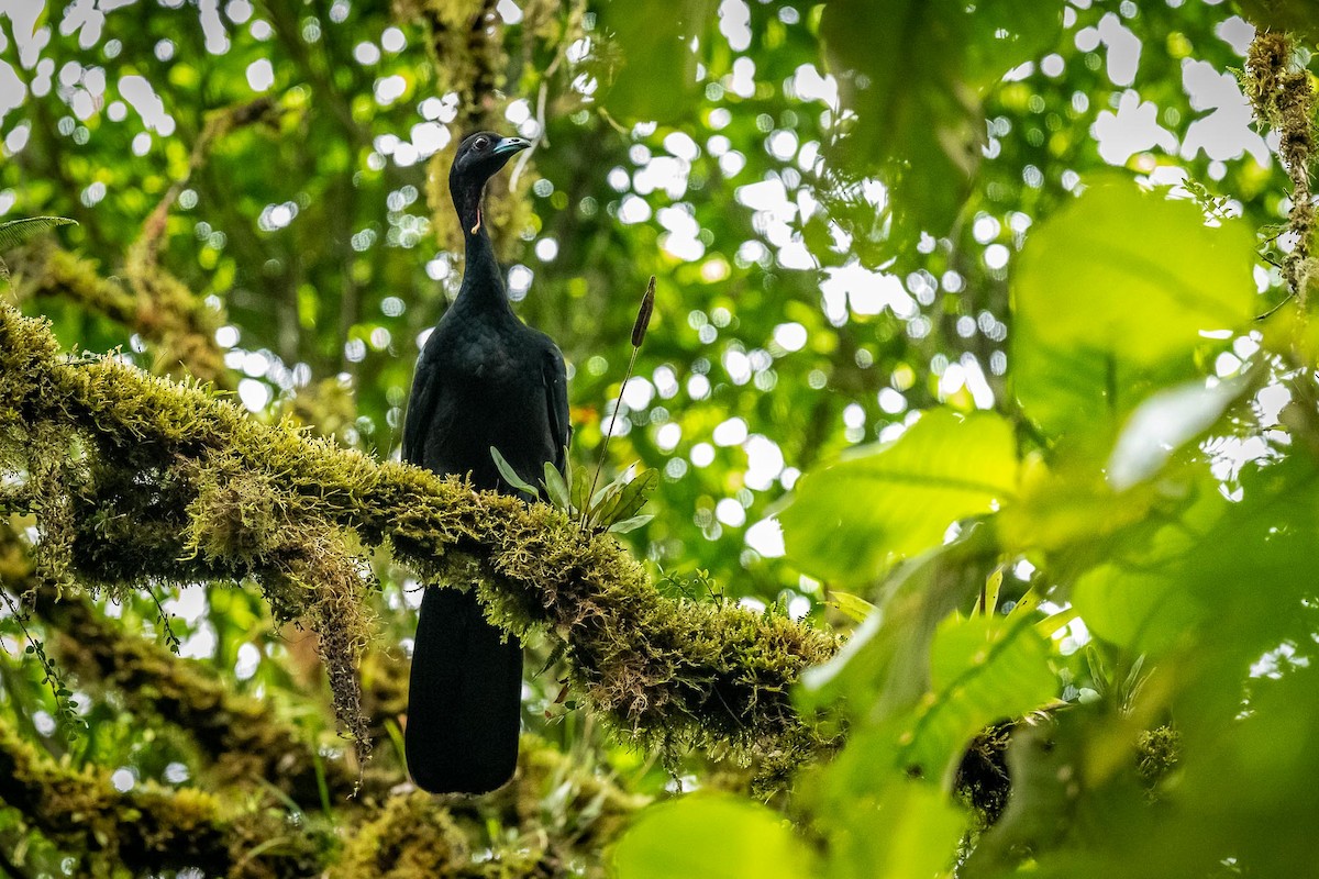 Wattled Guan - ML231187281