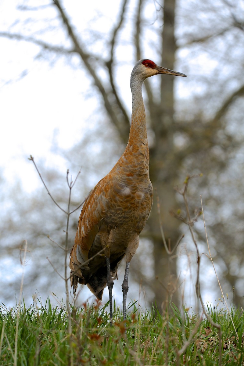 Sandhill Crane - ML231187471