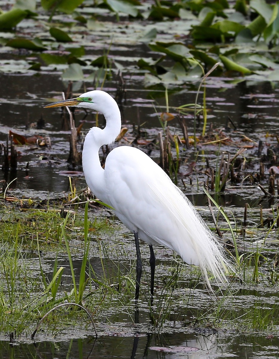 Great Egret - ML231187501