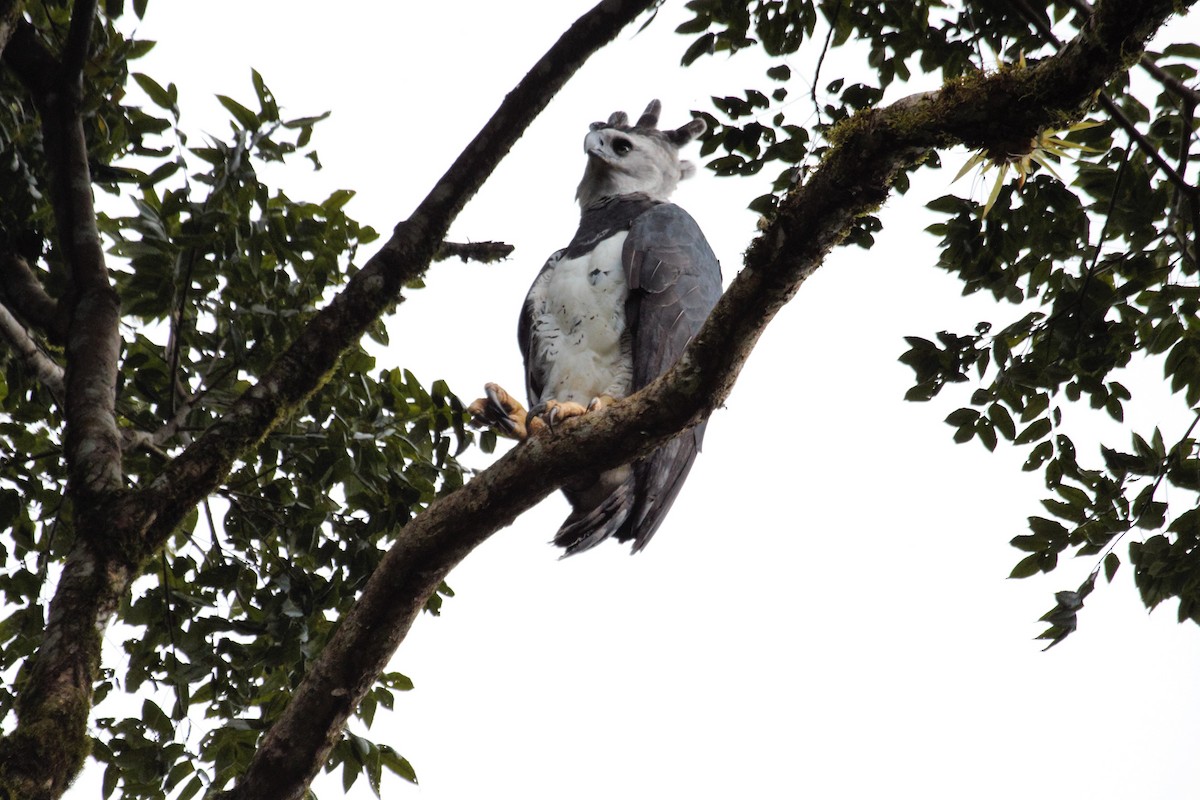 Harpy Eagle - ML231187801