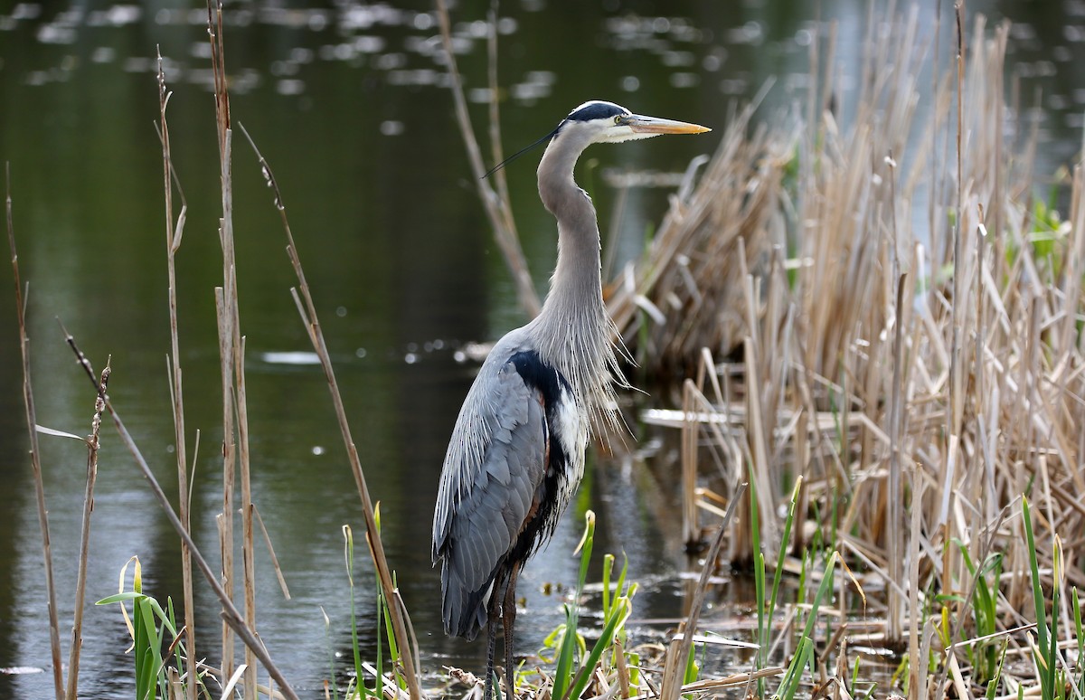 Great Blue Heron - ML231187911