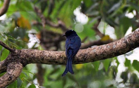 Çatal Kuyruklu Drongo Guguğu - ML23118881