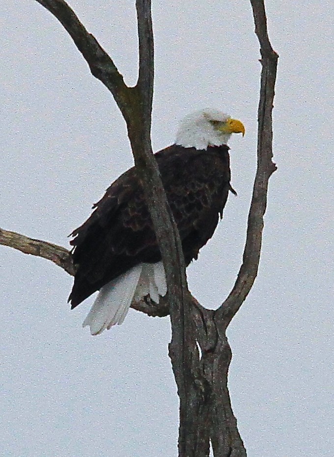 Bald Eagle - ML231188991