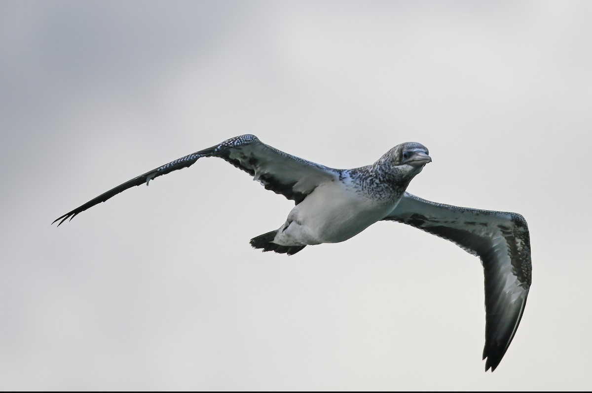 Australasian Gannet - ML231189151