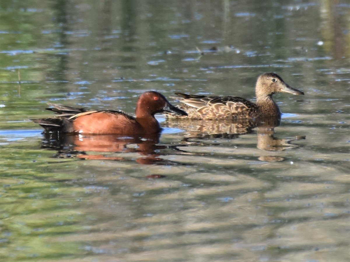 Cinnamon Teal - Elke Davis