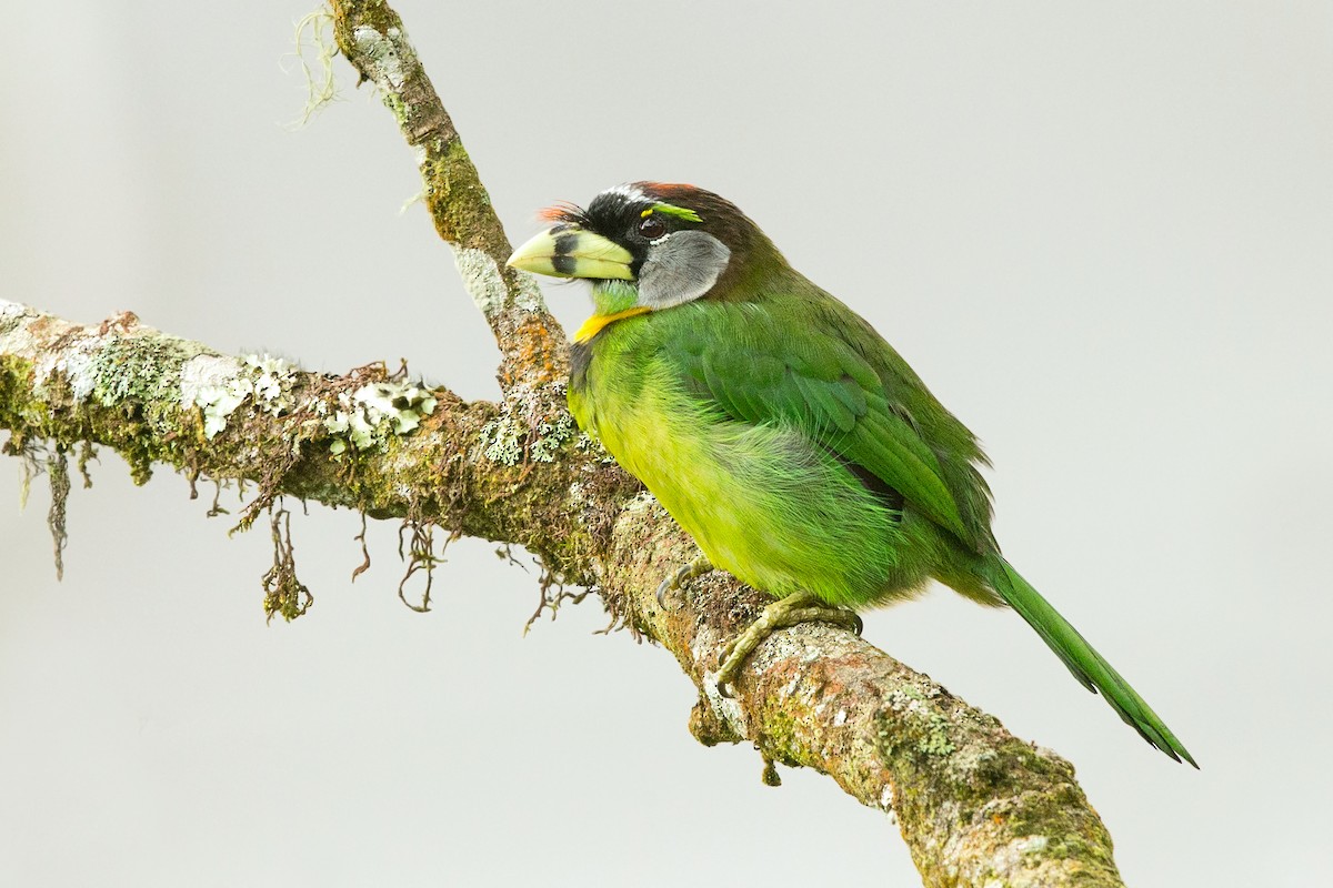 Fire-tufted Barbet - David Irving