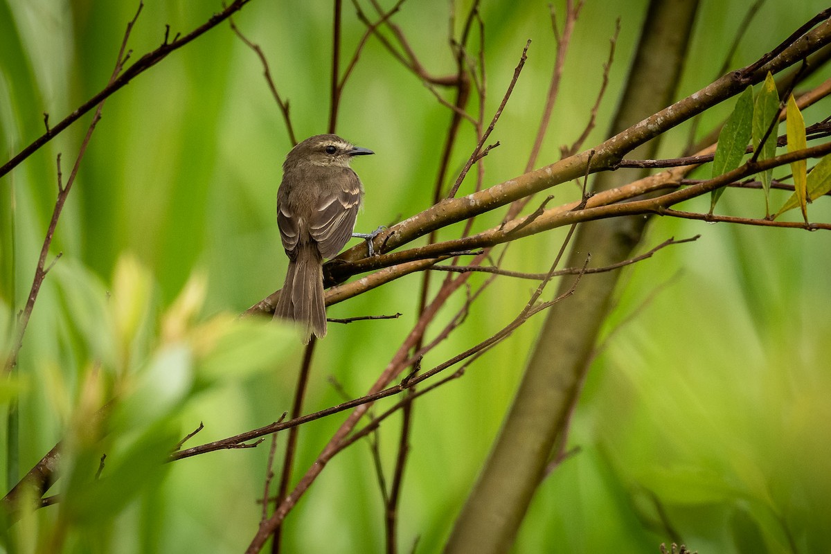 Fuscous Flycatcher - ML231192831