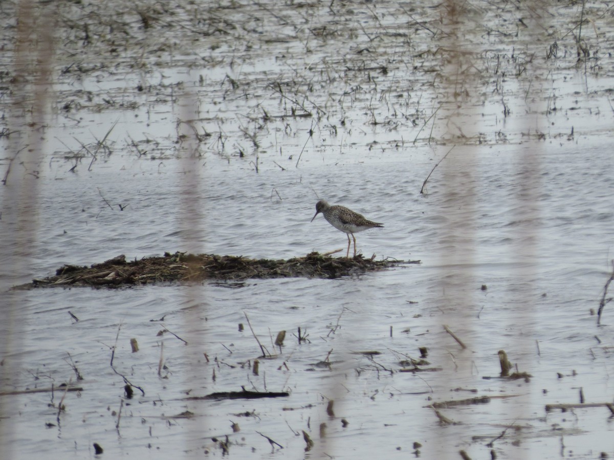 Lesser Yellowlegs - ML231193131