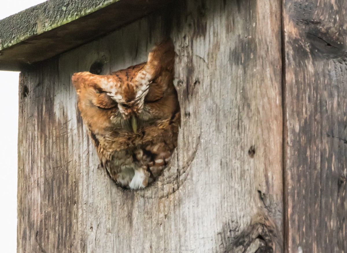 Eastern Screech-Owl - ML23119371