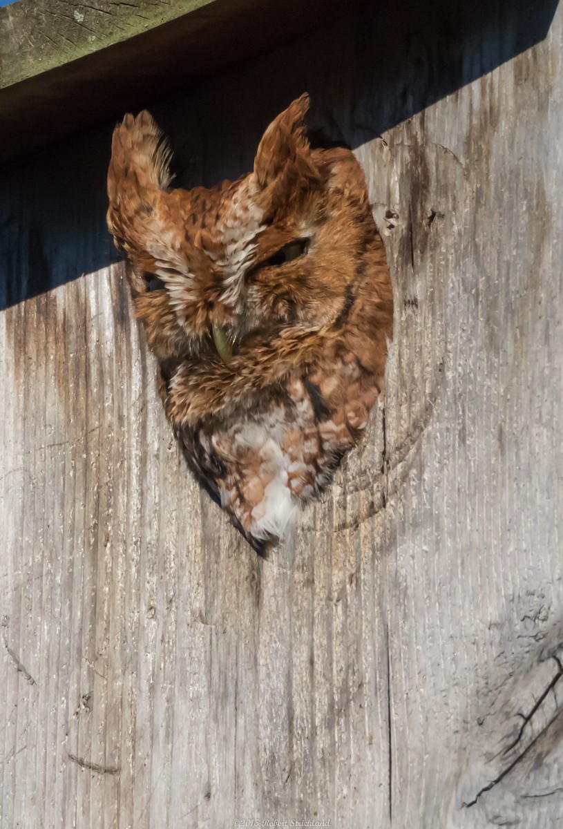Eastern Screech-Owl - ML23119381