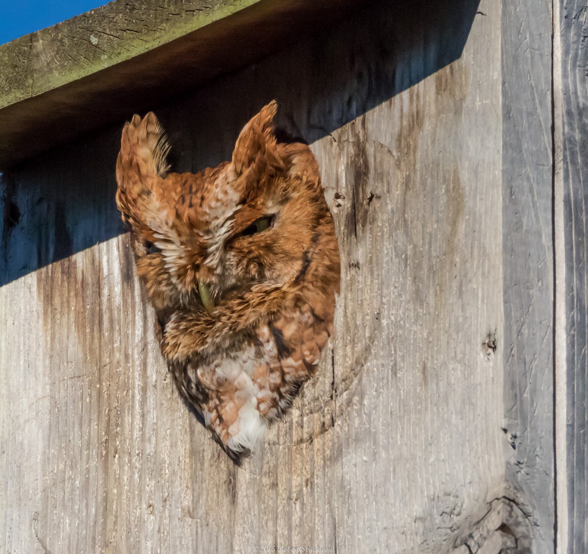 Eastern Screech-Owl - ML23119391