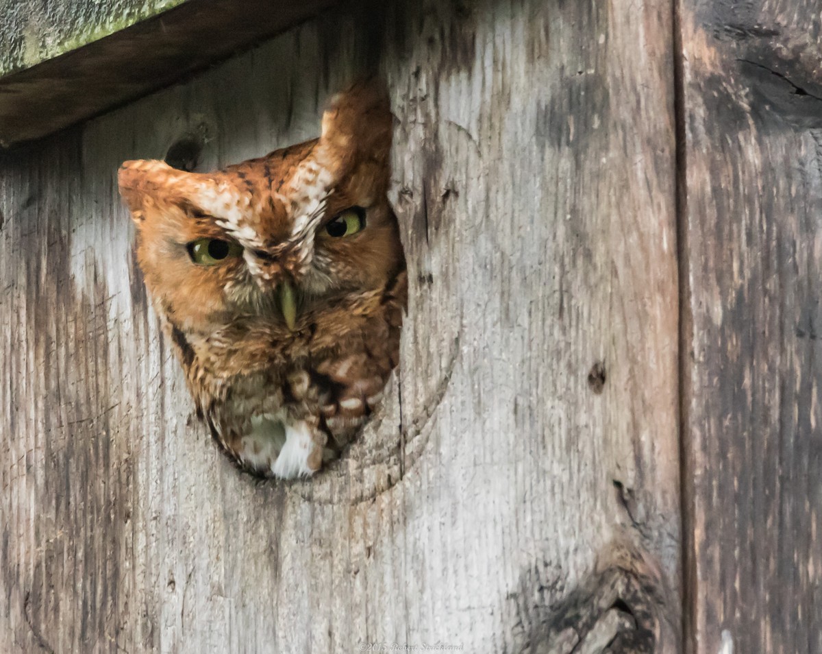 Eastern Screech-Owl - ML23119401