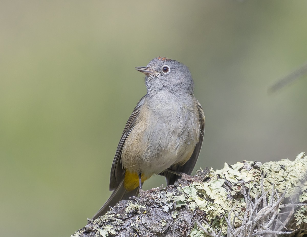 Colima Warbler - ML231195891