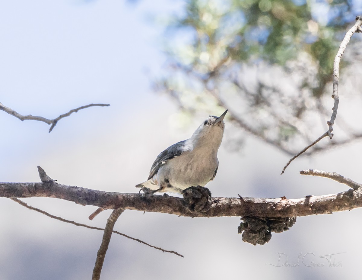 White-breasted Nuthatch - ML231196001