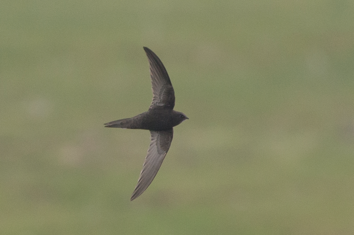 Common Swift - ML231196011