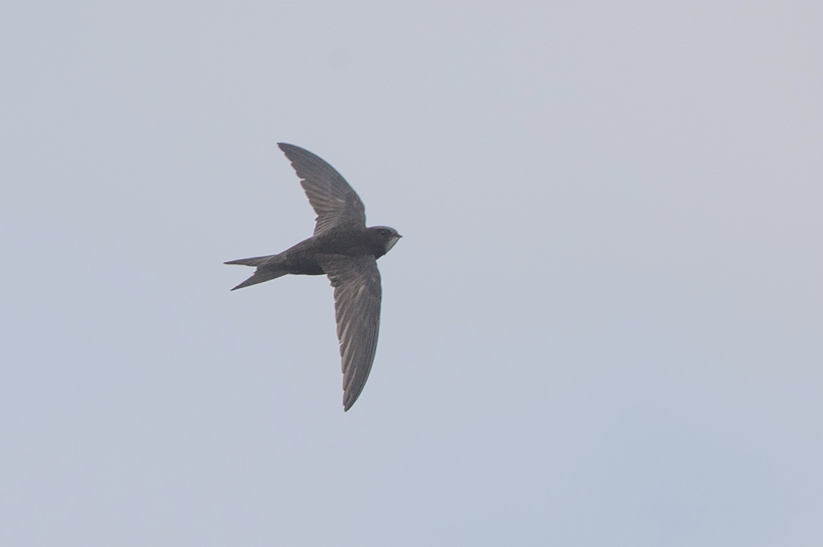 Common Swift - ML231196021