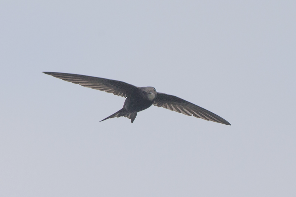 Common Swift - ML231196041