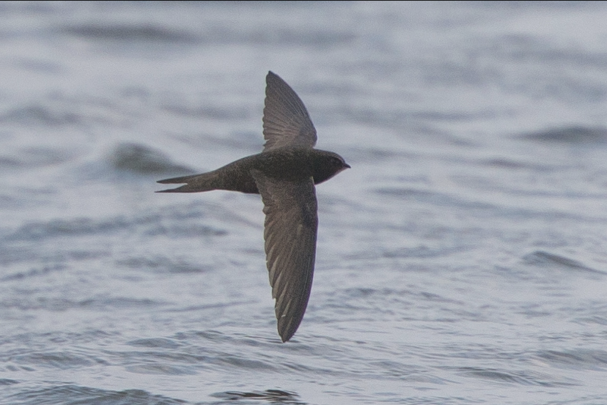 Common Swift - ML231196101