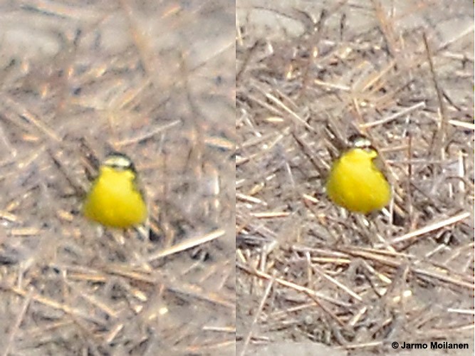Western Yellow Wagtail (superciliaris-type intergrade) - Jarmo Moilanen