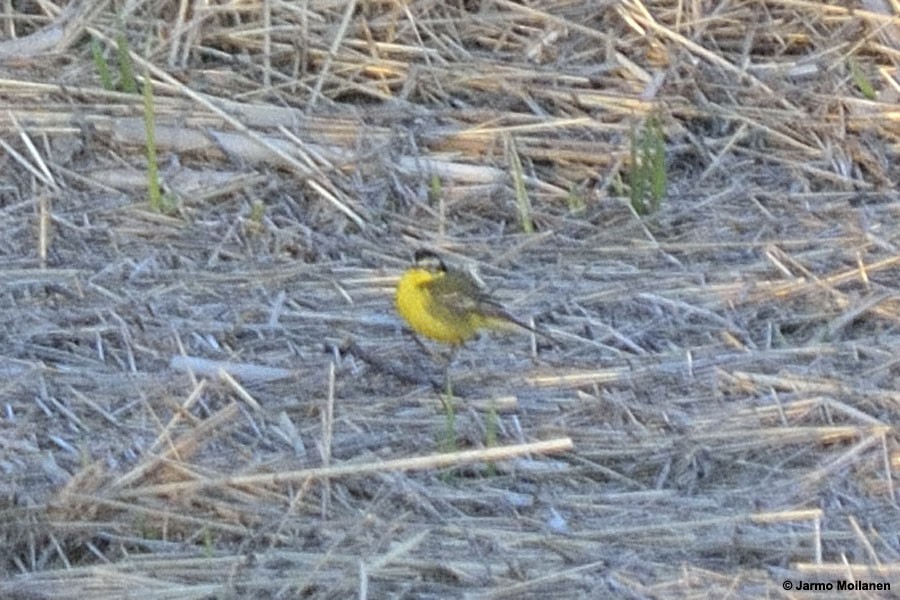 Western Yellow Wagtail (superciliaris-type intergrade) - ML231197181