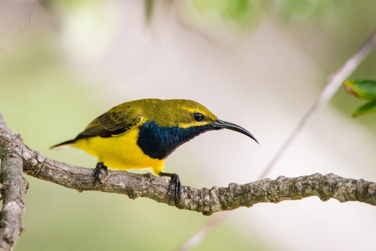 Sahul Sunbird - Jan Lile