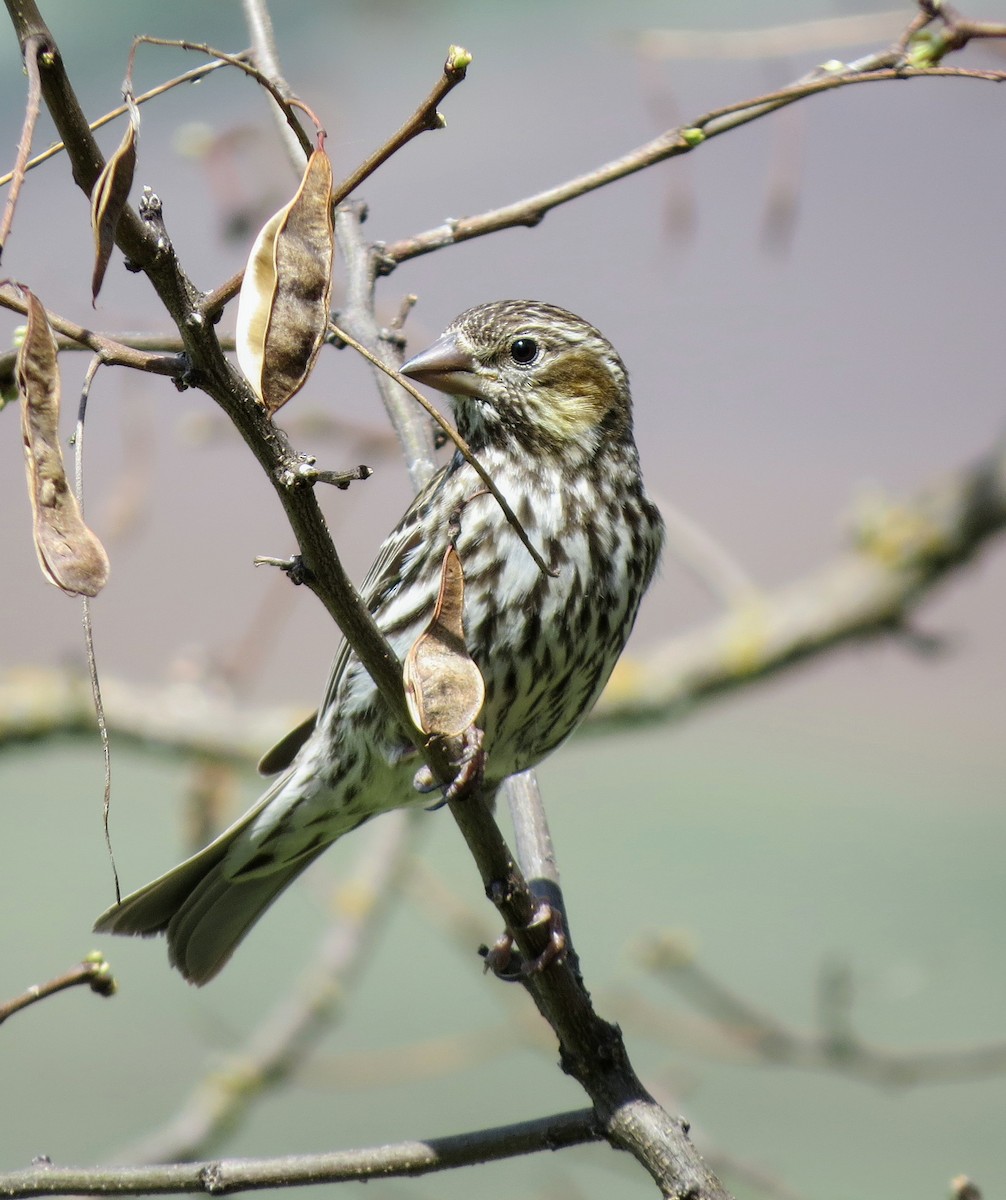 Cassin's Finch - ML231199421