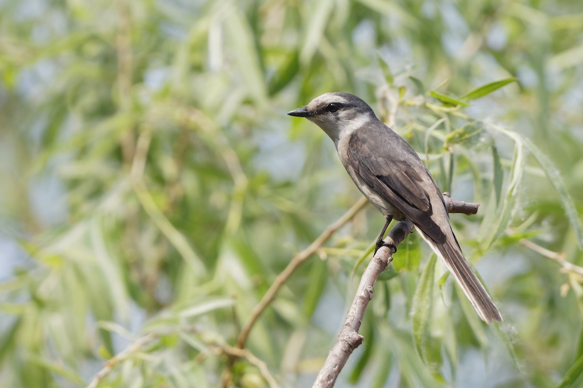 Brown-rumped Minivet - ML231199911