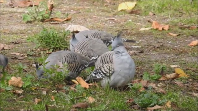 Crested Pigeon - ML231202521